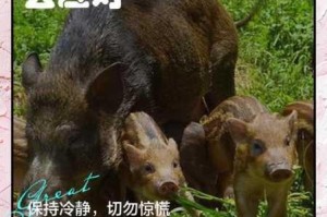 在野外遇到该如何应对？
