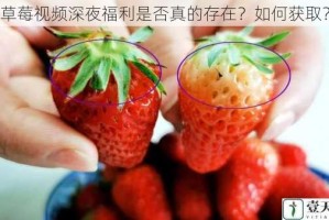 草莓视频深夜福利是否真的存在？如何获取？