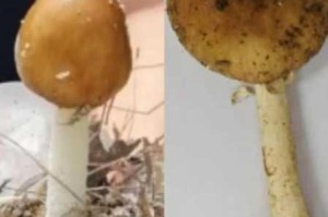 蘑菇成品人 tv 视频网页的优缺点有哪些？如何选择适合自己的蘑菇成品人 tv 视频网页？
