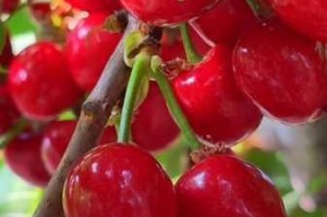 樱桃视频大全免费高清版观看：为何-怎样找到？