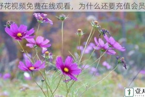野花视频免费在线观看，为什么还要充值会员？