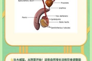 为什么中男性的性器官又大又粗又长？