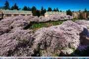 为什么日本蘑菇湿地樱花福利院 yy 免费？如何进入？需要注意什么？