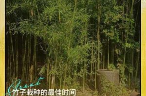 我的世界竹子种植全攻略详解从选址到快速收获的高效方法指南