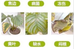 嫩叶草一二三新地扯为什么会出现问题？如何解决？