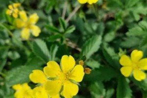 野花视频为何如此受欢迎？如何快速找到你想要的野花视频？
