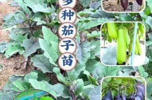 茄子精产国产品入口高清为何备受青睐？