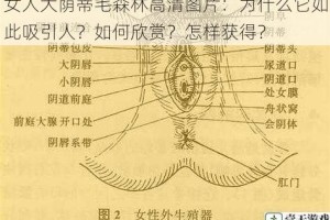 女人大荫蒂毛森林高清图片：为什么它如此吸引人？如何欣赏？怎样获得？