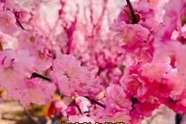 为什么找不到 a 樱花福精品利入口？如何找到 a 樱花福精品利入口？怎样找到 a 樱花福精品利入口？