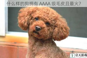 什么样的狗拥有 AAAA 级毛皮且最火？