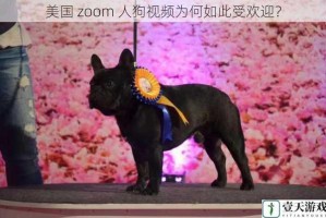 美国 zoom 人狗视频为何如此受欢迎？