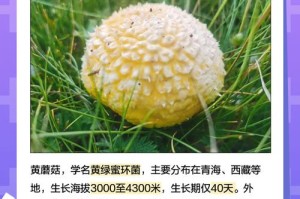 蘑菇成视频 yh 入口 yh 是什么？如何找到蘑菇成视频 yh 入口 yh？