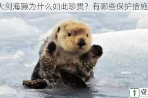 大剑海獭为什么如此珍贵？有哪些保护措施？