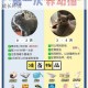 开心猫舍好感度培养提升秘诀：温馨互动与贴心关怀助力打造和谐信赖的猫咪成长环境