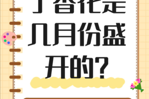 成都丁香花才网官网海外版为什么能吸引众多用户？