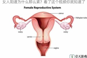 女人阳道为什么那么紧？看了这个视频你就知道了