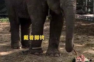 2023 年蘑菇真能帮大象回家视频永不迷路吗？