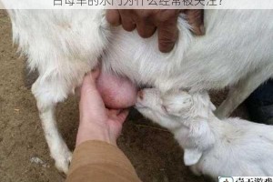 日母羊的水门为什么经常被关注？