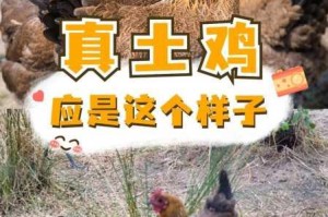 乡村大鸡吧的养鸡场环境是否安全？怎样确保鸡的健康和产品质量？