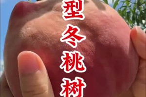 为什么小春放学后要接受特殊教育桃子移植？这种移植对他有何帮助？如何进行桃子移植手术？