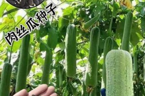 为什么找不到高清的精品丝瓜资源？