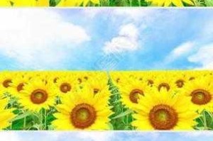 向日葵视频 app 污，为何会有如此多的广告？如何避免这些广告？