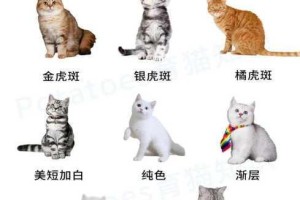 2022 年猫咪最新永久地域的使用方法是什么？