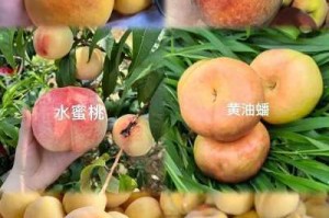 蒙阴蜜桃四叶草为什么如此受欢迎？如何挑选优质的蒙阴蜜桃四叶草？哪里可以购买到正宗的蒙阴蜜桃四叶草？