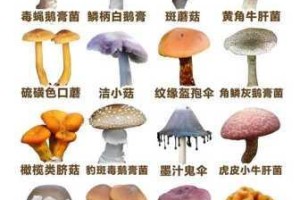 蘑菇成视频 91 入口为何如此难找？如何快速找到蘑菇成视频 91 入口？