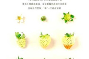 草莓视频下载地址有病毒吗？如何下载安全的草莓视频？