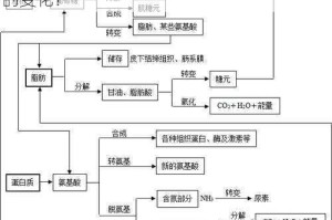 在进行性行为时，体内新陈代谢会发生怎样的变化？