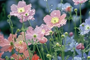野花视频在线观看最新免费 10，为什么看不了？如何解决？