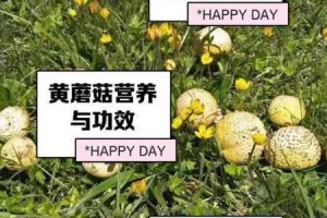 为什么国产蘑菇不能像进口蘑菇一样又粗又黄又爽又硬？