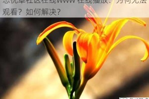 忘忧草社区在线www 在线播放：为何无法观看？如何解决？