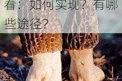 蘑菇精品在线永久观看：如何实现？有哪些途径？