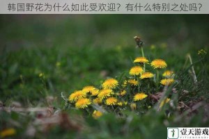 韩国野花为什么如此受欢迎？有什么特别之处吗？