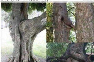 为什么会有娇小 8-12╳YxⅩ 毛片？如何找到适合自己的娇小 8-12╳YxⅩ 毛片？