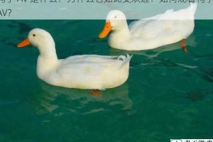 鸭子 AV 是什么？为什么它如此受欢迎？如何观看鸭子 AV？