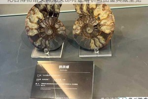 化石博物馆头饰龙头部特征解析与图鉴典藏全览