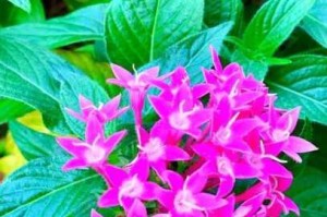 探寻黑暗与光明的奥秘：花究竟隐藏在何处？