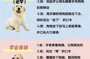 如何制定有效的小狗任务表？