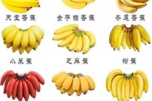911 精品产国品一二三产香蕉为什么如此受欢迎？