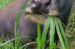 老牛嫩草与精二的区别是什么？为何会有这种区别？如何区分老牛嫩草与精二？