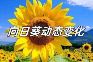 向日葵视频有什么作用？如何正确使用向日葵视频？