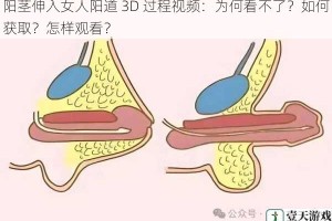 阳茎伸入女人阳道 3D 过程视频：为何看不了？如何获取？怎样观看？