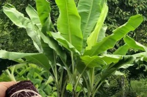 为什么不能在线观看芭蕉视频？有哪些方法可以解决？