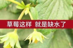 草莓视频在线，为什么看不了？如何解决？