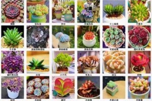 为什么高+n+车的多肉植物这么多？如何挑选适合的品种？怎样才能养好它们？