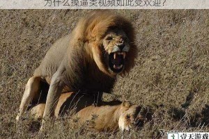 为什么操逼类视频如此受欢迎？