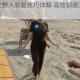 森林之子女野人驯服技巧详解 高效驯服方法与实战步骤全解析